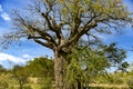 African Baobab Tree Adansonia digitata Royalty Free Stock Photo