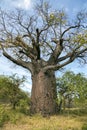 African Baobab Tree