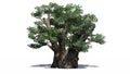 African Baobab tree Royalty Free Stock Photo