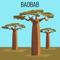 African baobab tree icon emblem