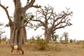 African Baobab tree with livestock eating