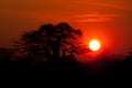 African Baobab tree sunset Royalty Free Stock Photo