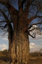 Huge African Baobab Tree Fruiting Royalty Free Stock Photo