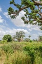 African baobab trees in between long grass against cloudy blue sky on field in rural Senegal, Africa Royalty Free Stock Photo