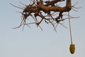 African baobabs in the North African savannah Senegal, region of the Saloum river delta