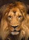 African Barbary Lion