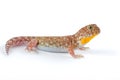 African barking gecko