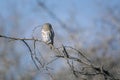 African barred owlet in Kruger National park, South Africa