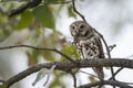 African barred owlet eating a lizard in Kruger National park