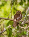 African Barred Owlet