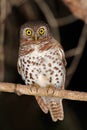 African barred owlet