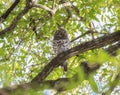 An african barred owlet Glaucidium capense in South Africa is perched on a tree branch