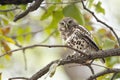 African barred owlet in Kruger National park