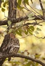 African Barred Owlet