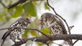 African barred owlets with a prey in Kruger National park Royalty Free Stock Photo