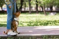 An African basenji dog sits at the feet of its owner in the park.