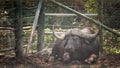 African big Buffalo on dirt