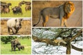 African Big Five Royalty Free Stock Photo