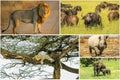 African Big Five Royalty Free Stock Photo