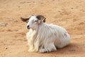 An African billy goat resting on the ground