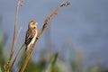 African bird