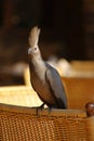 African Bird bagging for food Royalty Free Stock Photo