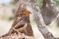 African bird: Coqui Francolin Royalty Free Stock Photo