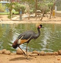 African bird: Grey crowned crane