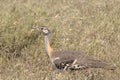 African bird, Hartlaub's Bustard, in the bush