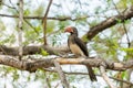 African bird sitting on a branch in Kruger National Park South Africa