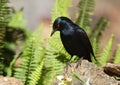 African bird: Palewinged Starling