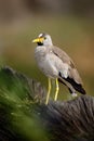 African bird Wattled Lapwing, Vanellus senegallus, with yellow bill