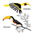 African birds 1