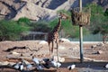 African birds, giraffe feeding Royalty Free Stock Photo