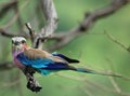 African Birds: Lilacbreasted Roller Royalty Free Stock Photo