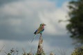 African Birds - Lillac Breasted Roller - Kruger National Park