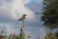 African Birds - Lillac Breasted Roller - Kruger National Park