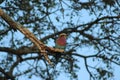 African Birds - Lillac Breasted Roller - Kruger National Park