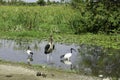 African birds