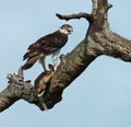 African Birds: Martial Eagle Royalty Free Stock Photo