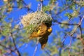 African Birds, Yellow Weaver, Golden Wings