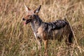 African black backed jackal, in its natural evironment. Royalty Free Stock Photo