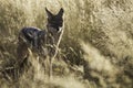 African Black Backed Jackal at Sunset Royalty Free Stock Photo