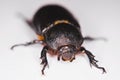 African Black Beetle