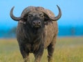 African black buffalo Royalty Free Stock Photo