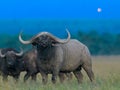 African black buffalo Royalty Free Stock Photo