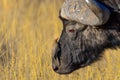 African black buffalo Royalty Free Stock Photo