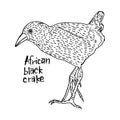 African black crake - vector illustration sketch hand drawn wit