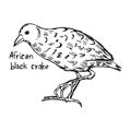 African black crake - vector illustration sketch hand drawn wit