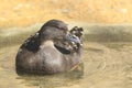 African black duck Royalty Free Stock Photo